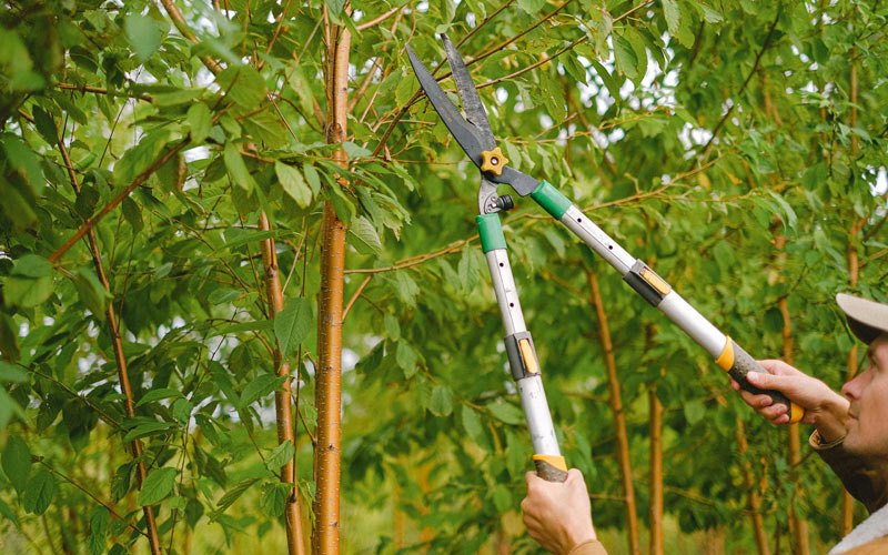 Tree trimming in Wampum, PA